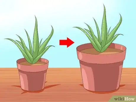 Image titled Care for Your Aloe Vera Plant Step 4