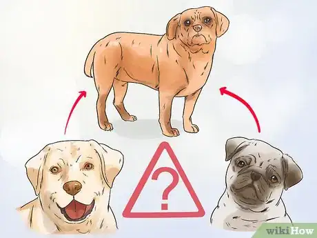 Image titled Avoid Crossbreeding As a Dog Breeder Step 9