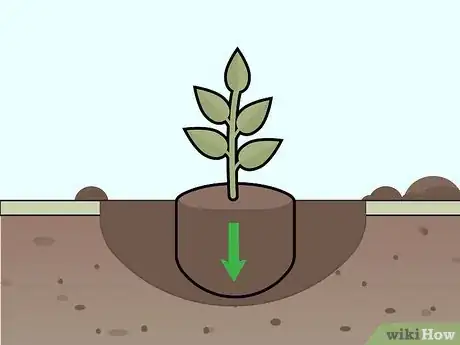 Image titled Care for Gardenias Step 4