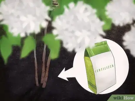 Image titled Grow Snowball Trees Step 16