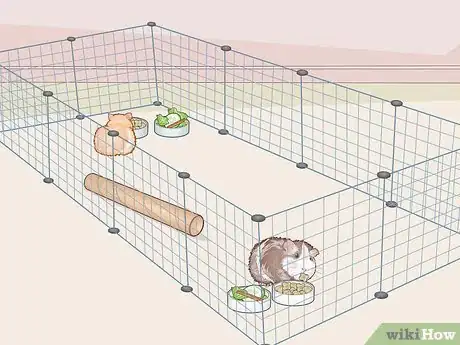 Image titled Help Two Guinea Pigs Get Along Step 12
