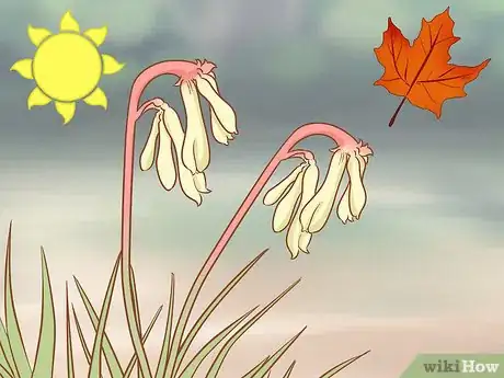 Image titled Prune Kangaroo Paws Step 6