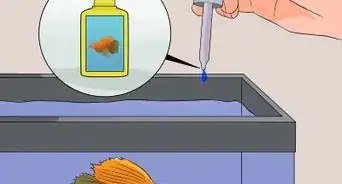 Save a Dying Betta Fish