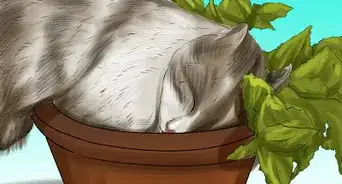 Give Cat Grass to a Cat