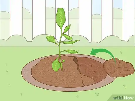 Image titled Grow Pistachios Step 8