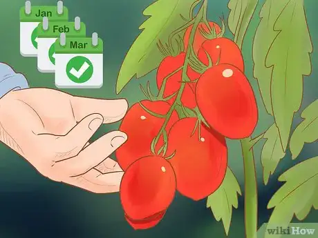 Image titled Grow Roma Tomatoes Step 13