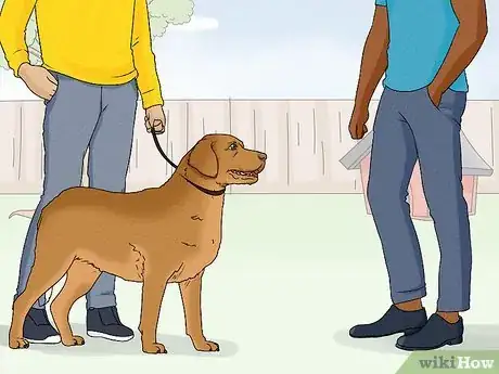 Image titled Identify a Chesapeake Bay Retriever Step 12