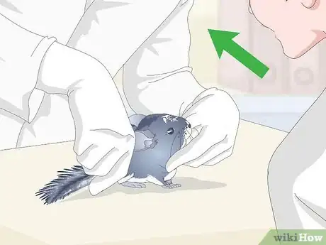 Image titled Prevent Chinchillas from Developing Hairballs Step 10