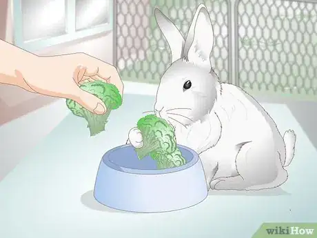 Image titled Spoil Your Pet Rabbit Step 3