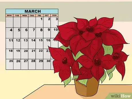 Image titled Grow Poinsettia Step 2