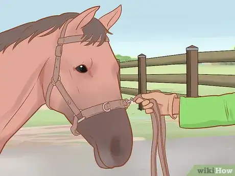Image titled Handle and Control a Stallion Step 7