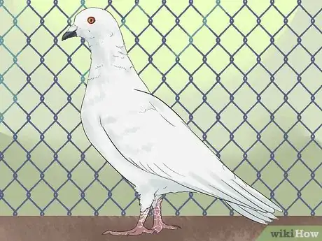 Image titled Tame Pigeons to Be out of Cage Permanently Step 11