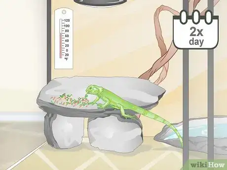 Image titled Care for a Green Iguana Hatchling Step 10
