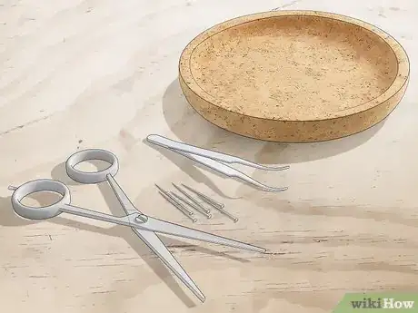 Image titled Dissect a Locust Step 3