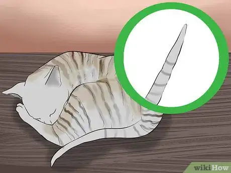 Image titled Identify a Cornish Rex Step 4