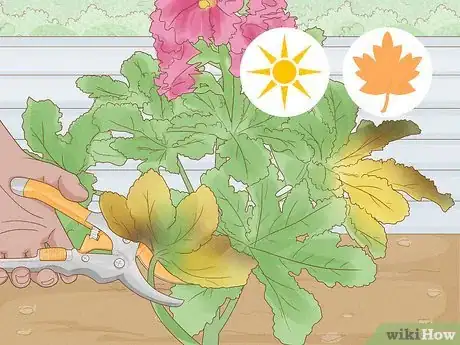 Image titled Transplant Hollyhocks Step 15