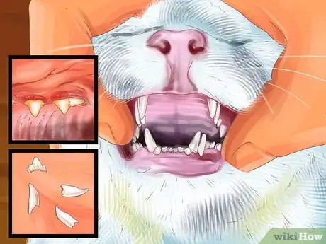 Image titled Diagnose and Treat Periodontitis in Cats Step 2