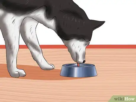 Image titled Treat Canine Infectious Hepatitis Step 6