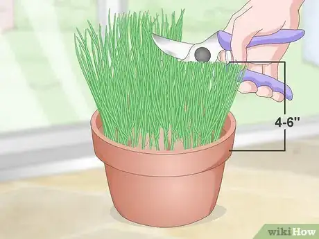 Image titled Make a Grass Pot for Cats Step 12