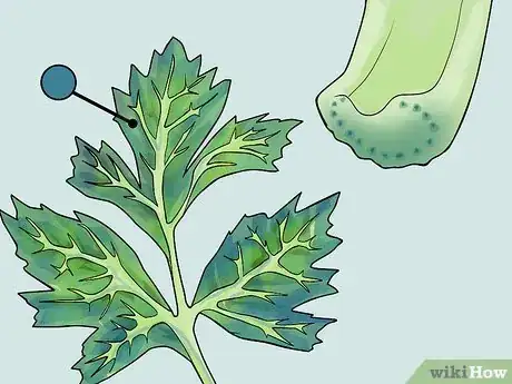 Image titled Change the Color of a Celery Stalk Step 6