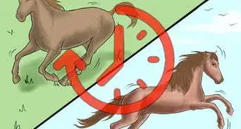 Prevent a Horse From Colicking