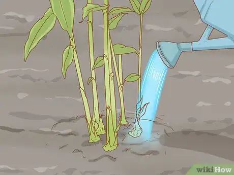 Image titled Grow Etlingera Elatior Step 9