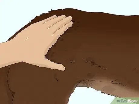 Image titled Identify a Chesapeake Bay Retriever Step 10
