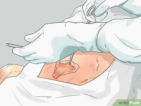 Image titled Promote Safe Whelping for Short Legged Dog Breeds Step 8