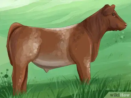 Image titled Identify Shorthorn Cattle Step 7