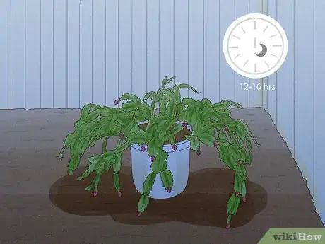 Image titled Get a Christmas Cactus to Bloom Step 6