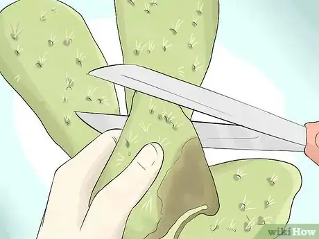 Image titled Grow Cactus in Containers Step 14