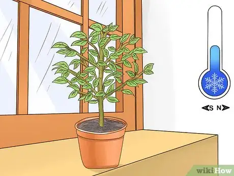 Image titled Grow Kumquat Step 12