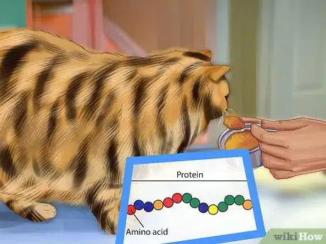 Image titled Care for Toygers Step 9