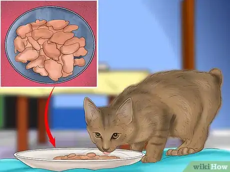 Image titled Care for a Pixiebob Cat Step 1