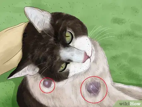 Image titled Diagnose and Treat Flea Allergies in Cats Step 1
