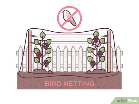 Image titled Grow Boysenberries Step 16