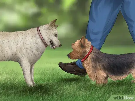 Image titled Care for an Australian Terrier Step 11