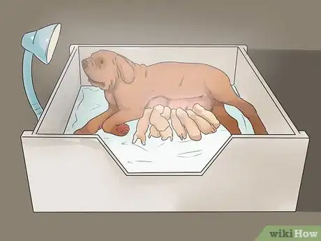 Image titled Whelp Large Breed Dogs Step 13
