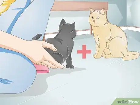 Image titled Keep an Indoor Cat Active Step 12
