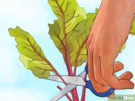 Image titled Grow Turnips Step 11