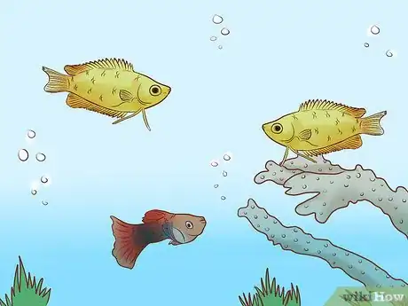 Image titled Find Compatible Tank Mates for Guppies Step 7
