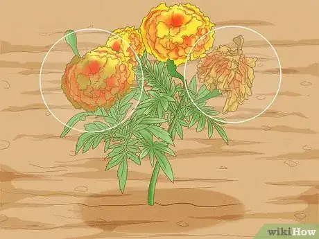 Image titled Deadhead Marigolds Step 5