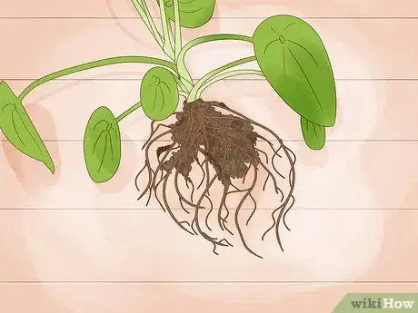 Image titled Prevent over Watering in House Plants Step 16