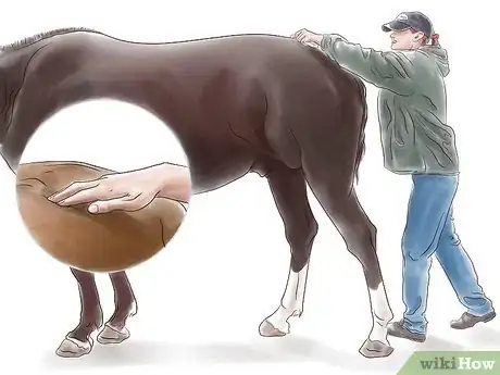 Image titled Stretch a Horse Step 11