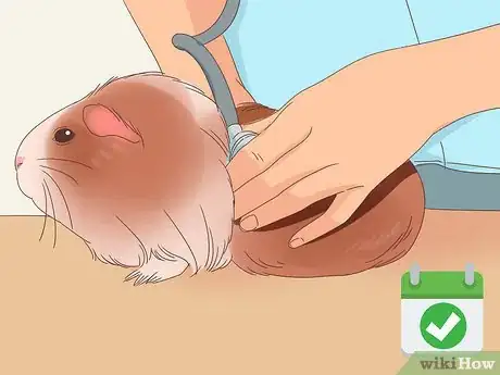 Image titled Handle Anorexia in Guinea Pigs Step 11