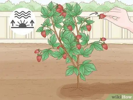 Image titled Harvest Raspberries Step 7