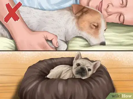 Image titled Handle a Little Dog with a Big Attitude Step 6