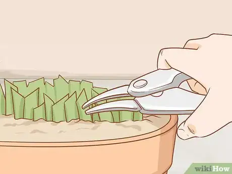 Image titled Prune Kangaroo Paws Step 5