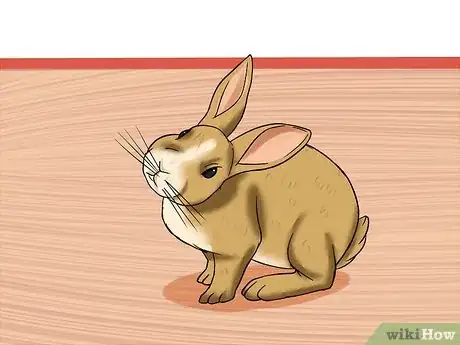 Image titled Diagnose Wry Neck in Rabbits Step 2