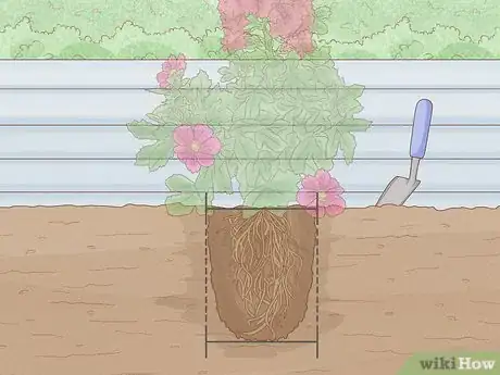 Image titled Transplant Hollyhocks Step 10